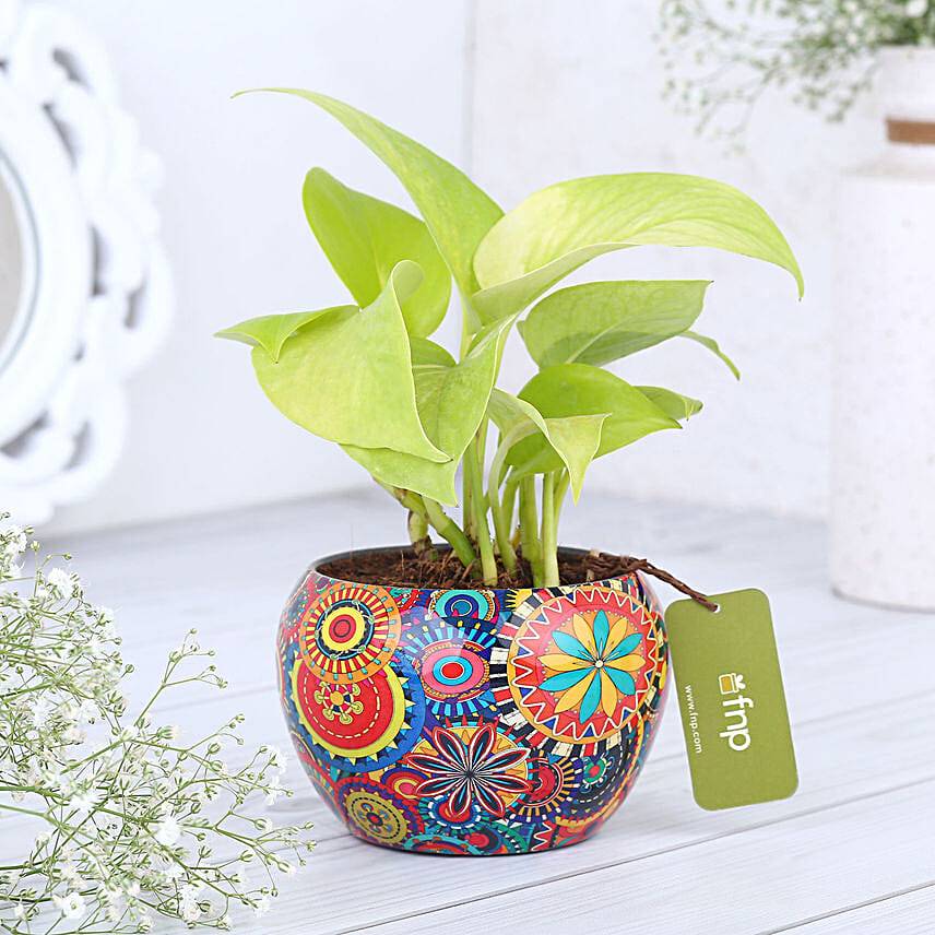Money Plant Love For Mom