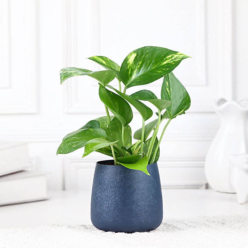 Money Plant Love