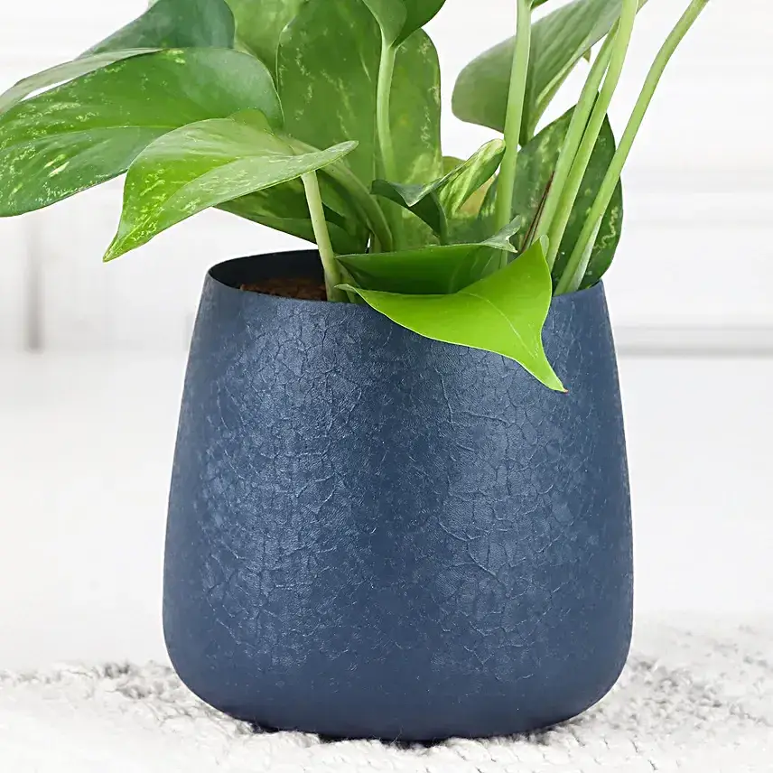 Money Plant Love