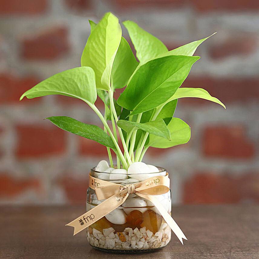Money Plant Mason Jar Terrarium