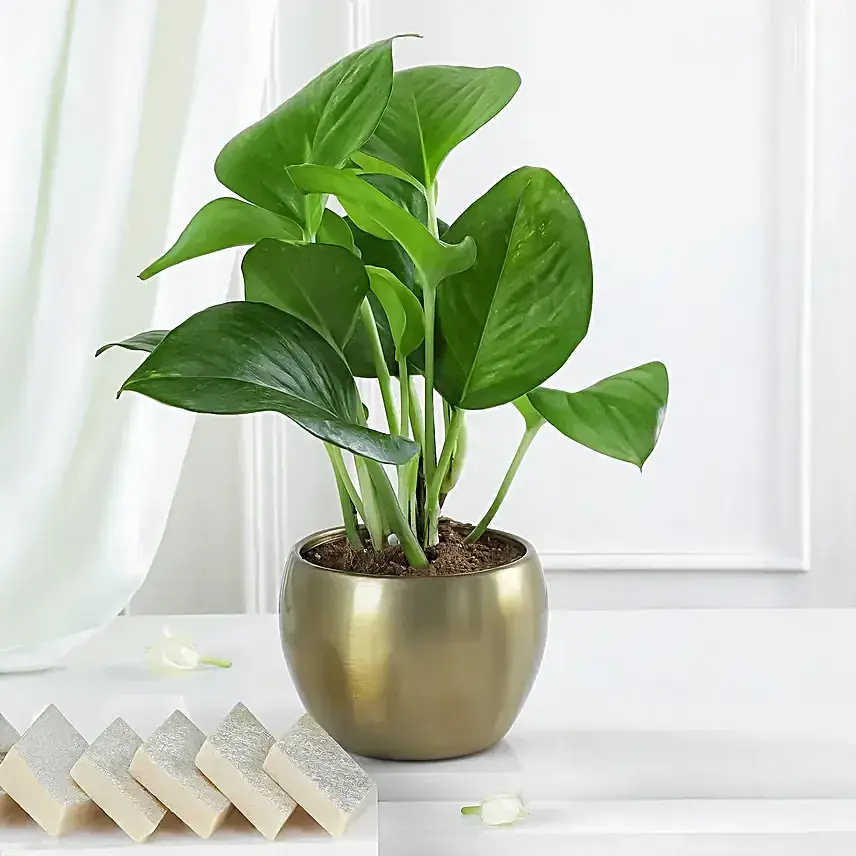 Money Plant N Kaju Katli Gift