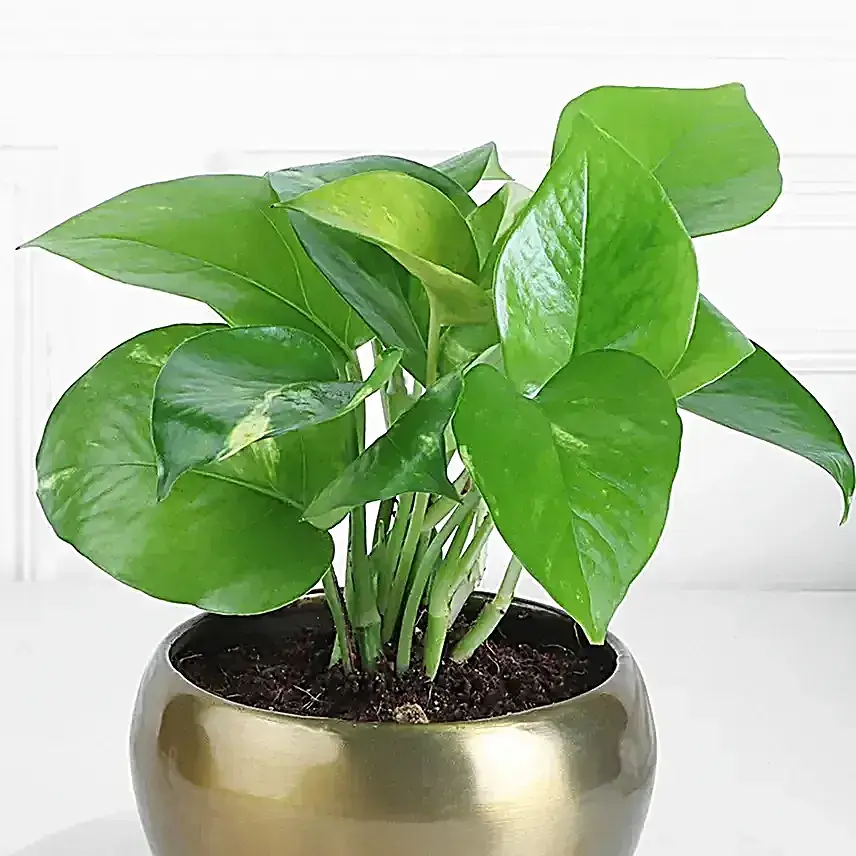 Money Plant N Kaju Katli Gift