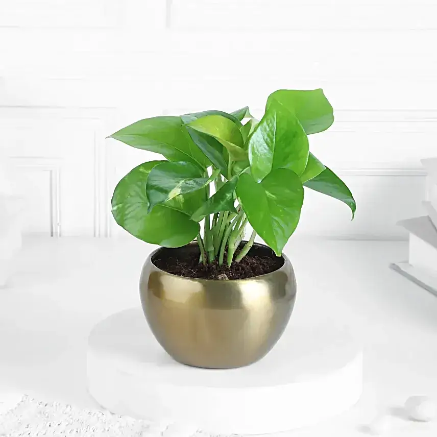 Money Plant N Kaju Katli Gift