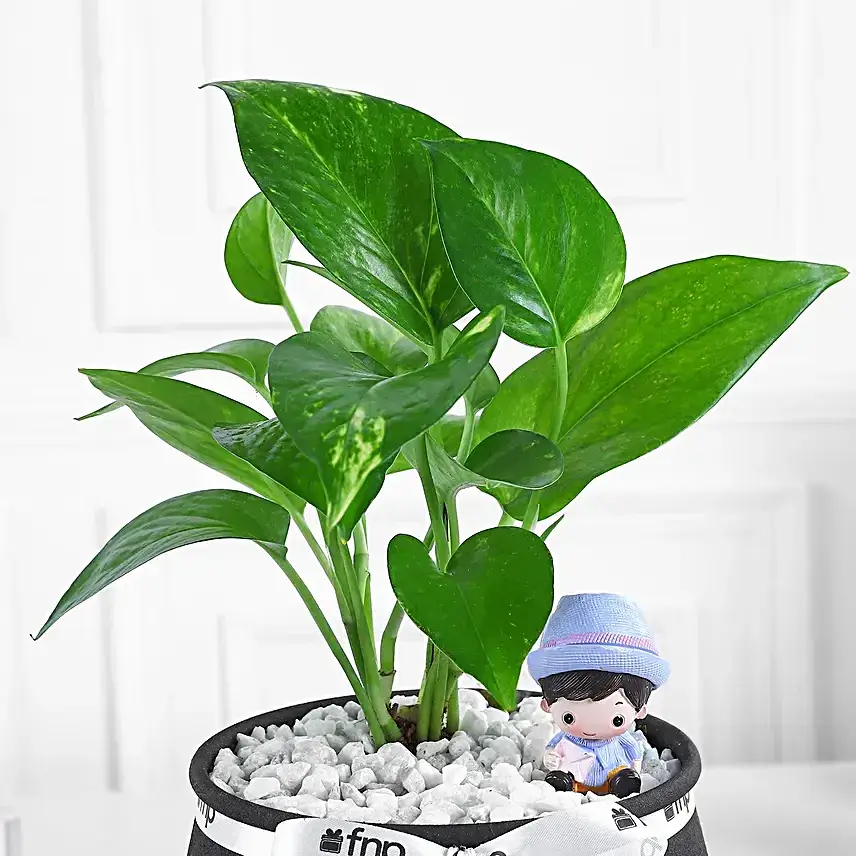 Money Plant N Miniature Charm