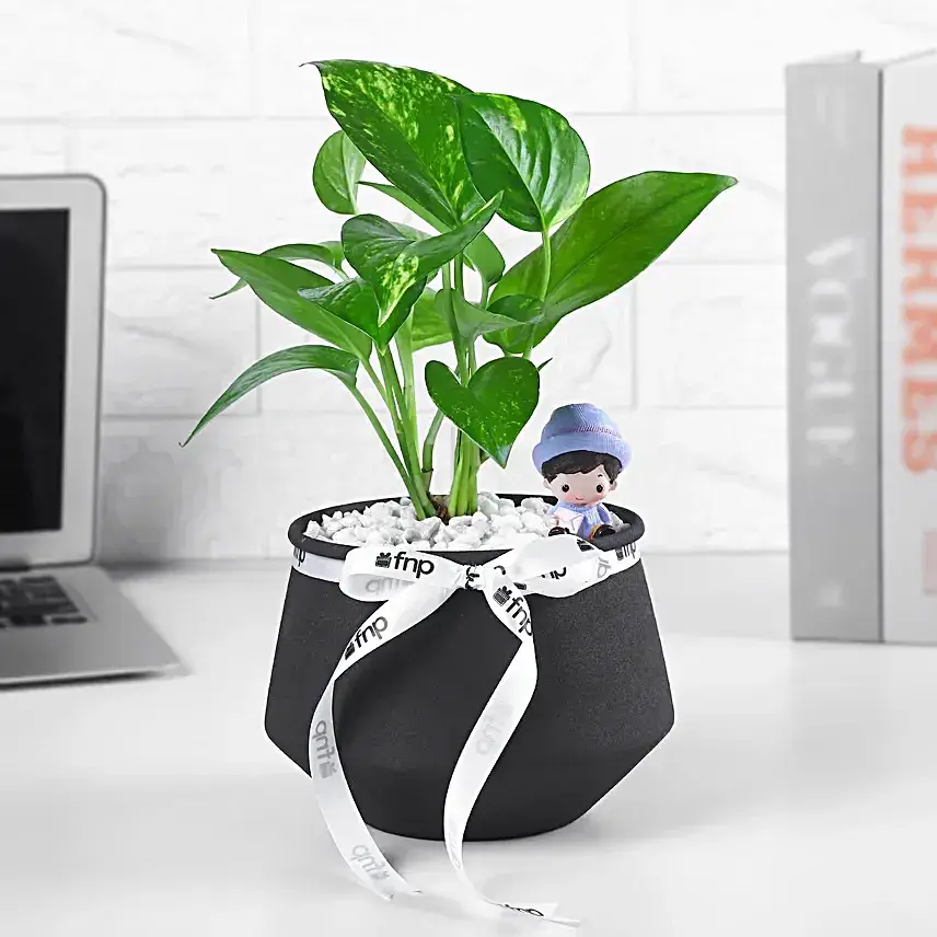 Money Plant N Miniature Charm
