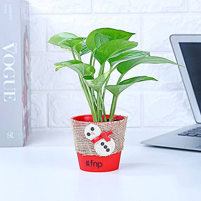 Money Plant Red Pot Gift