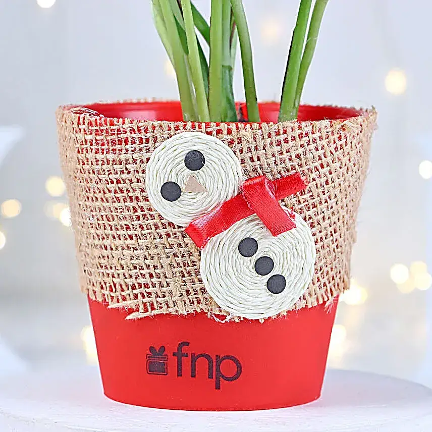 Money Plant Red Pot Gift