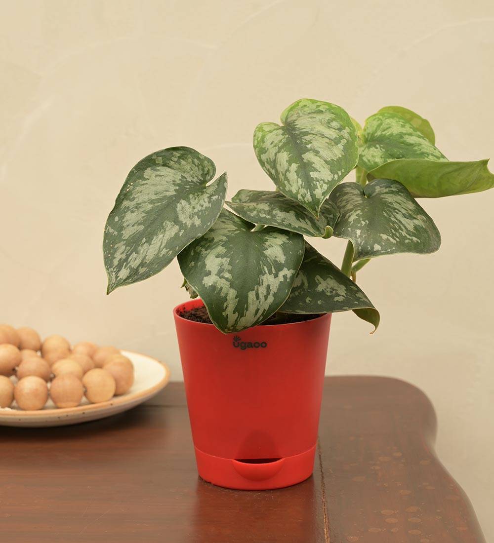 Money Plant Satin