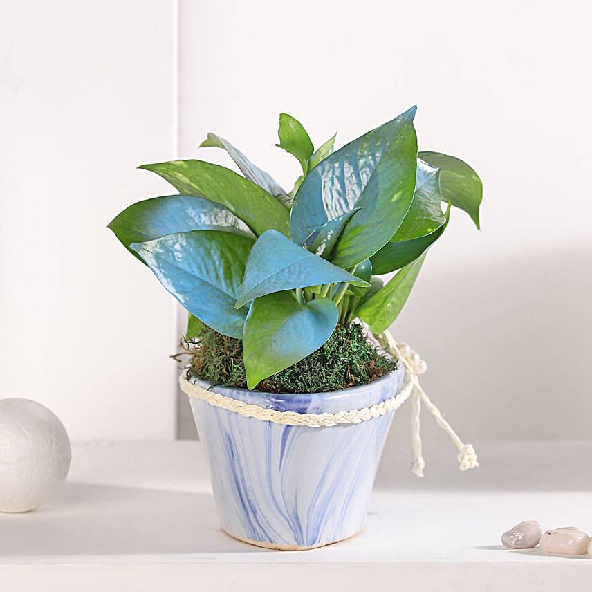 Money Plant Symphony in Blue Pot