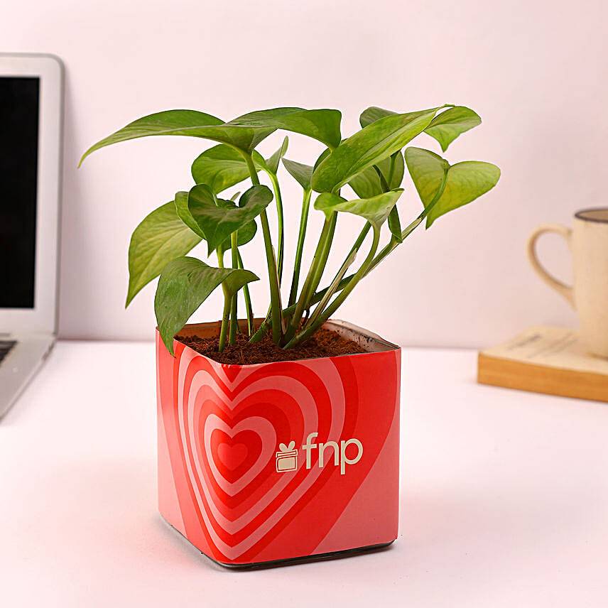 Money Plant In Love Vase