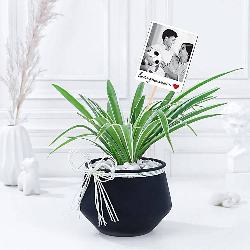 Mother's Day Chic Spider Plant