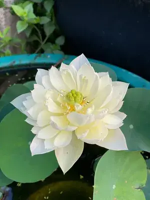 Greenery Nursery® Esthetic White Lotus Tubers For Home Garden (Hybrid, Pack Of 1) Buy @ ₹499