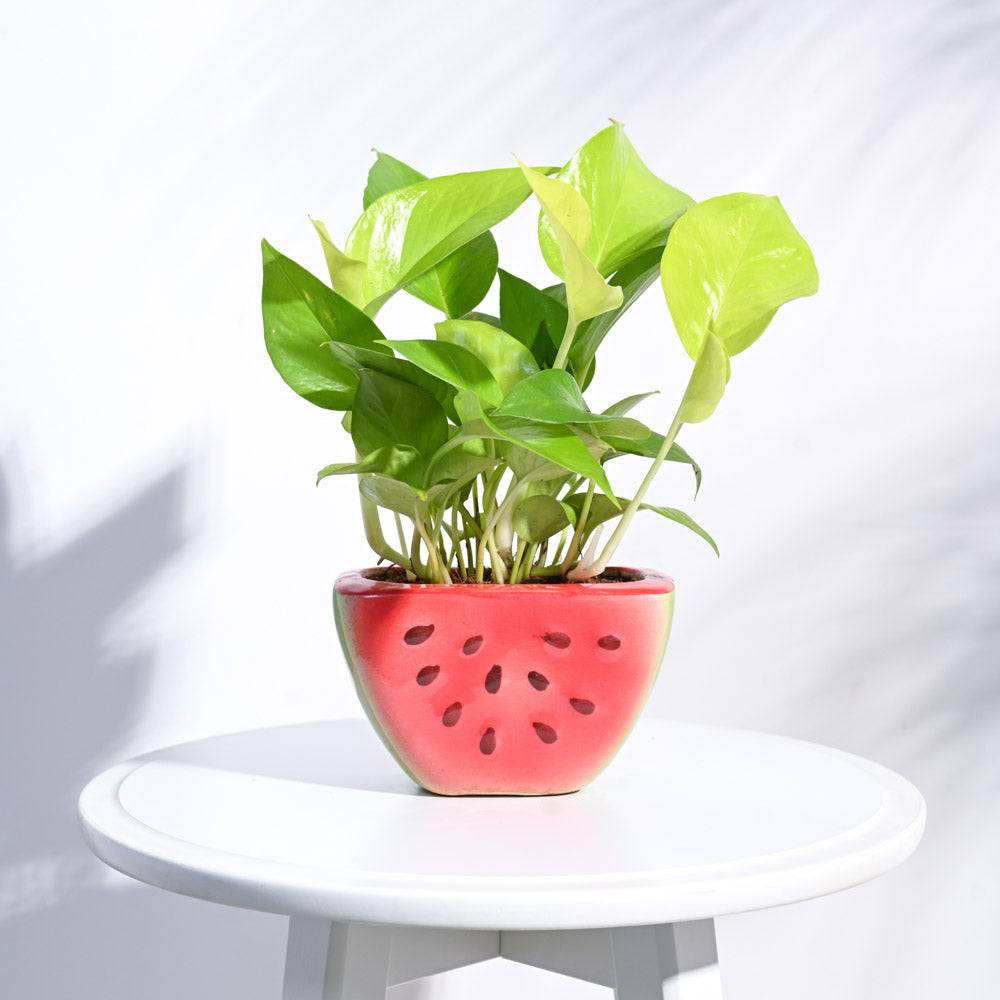 Watermelon Ceramic Planter (5.5 Inch Width)