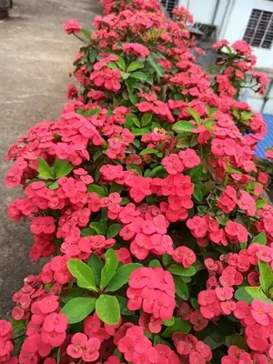 Euphorbia Red Milii Live Flower Plant & Tree For Home Gardening (Pack Of 1) Well Watered Live Milli Plant Hight (1.5-3.5 Ft ) Buy @ ₹499