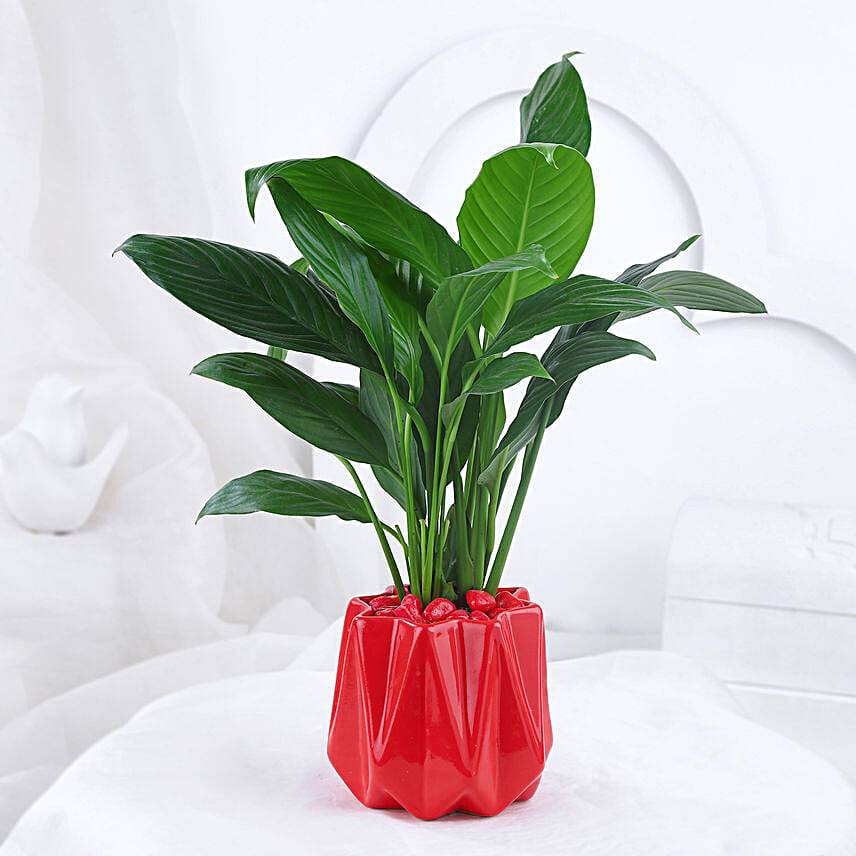 Peace Lily Plant In Red Designer Pot