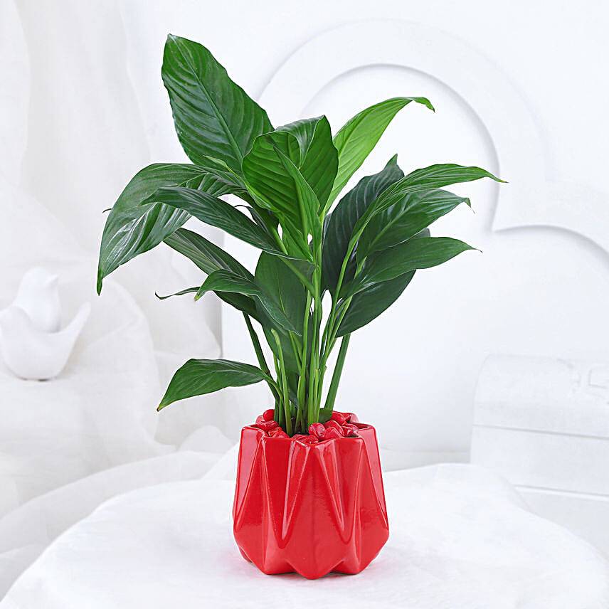 Peace Lily Plant In Red Designer Pot