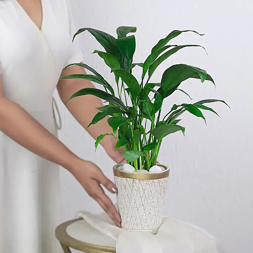 Peace Lily Plant In White Aesthetic Pot