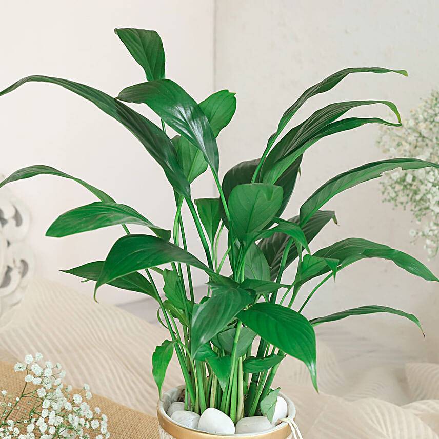 Peace Lily Plant In White Aesthetic Pot