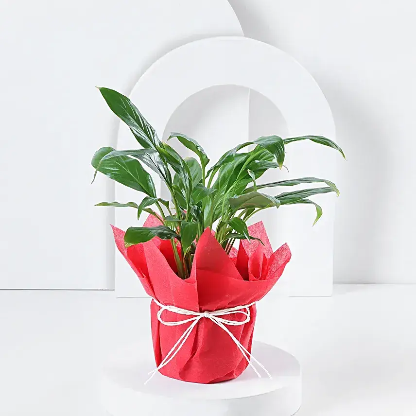 Peace Lily Prosperity Plant