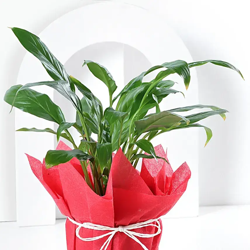 Peace Lily Prosperity Plant