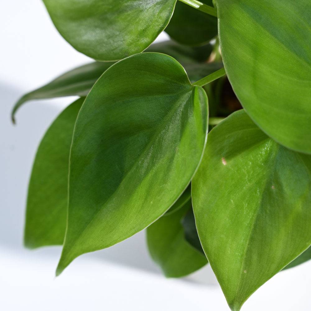 Philodendron Oxycardium Green Plant