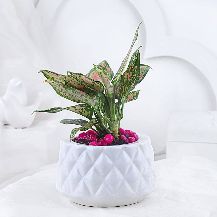 Pink Aglonema Plant In Burfi Cut Design Pot