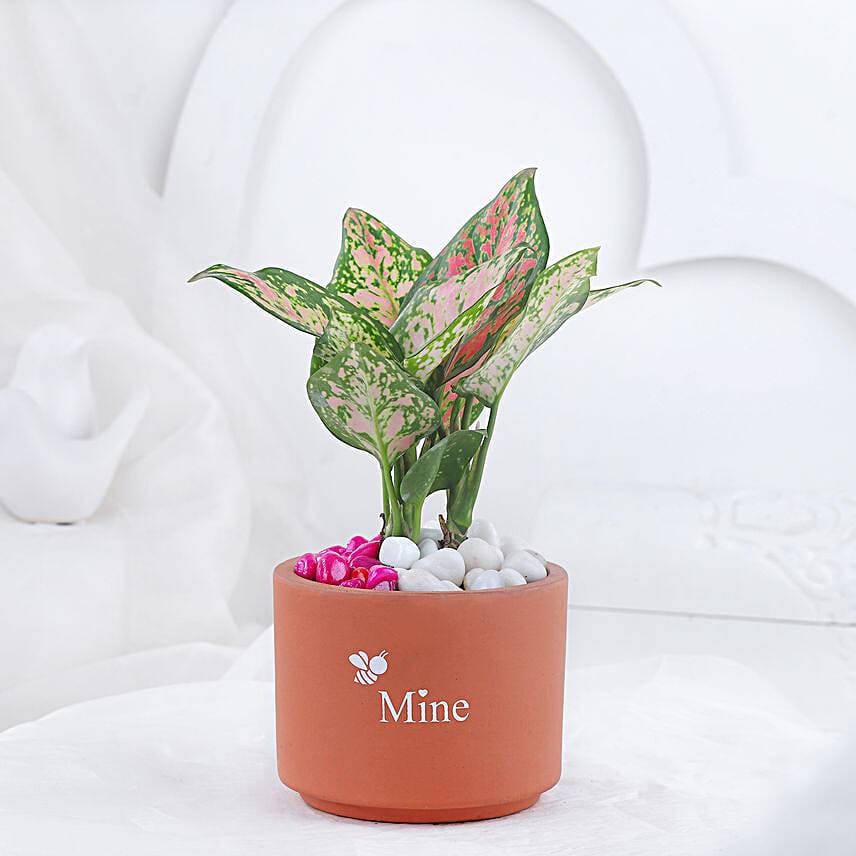 Pink Aglonema Plant In Love Infused Mine Pot