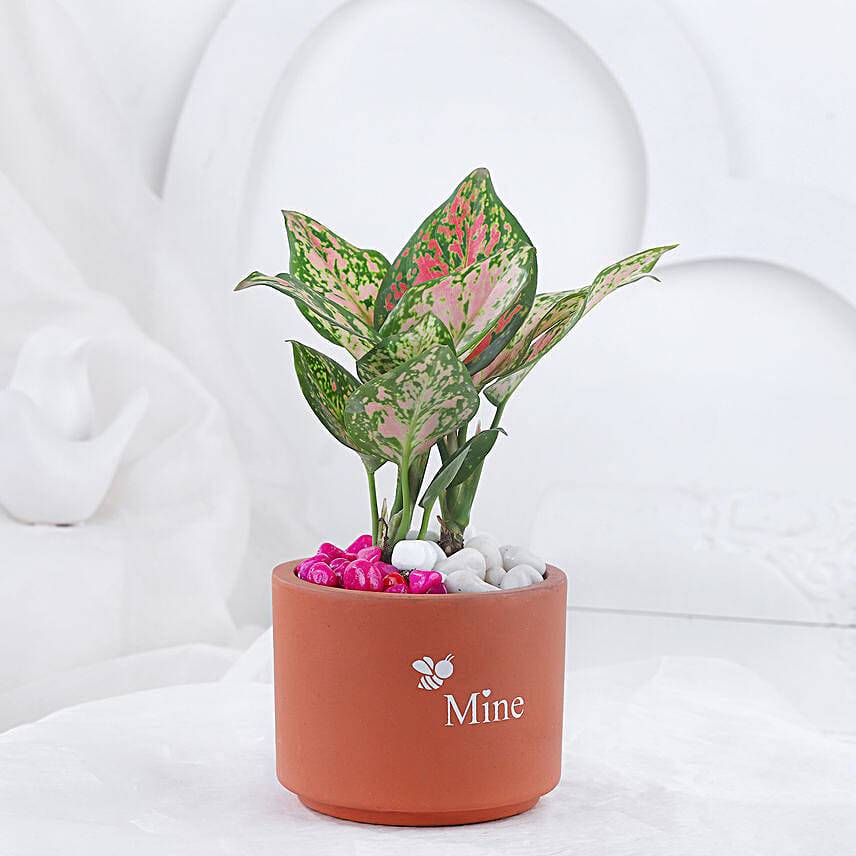 Pink Aglonema Plant In Love Infused Mine Pot