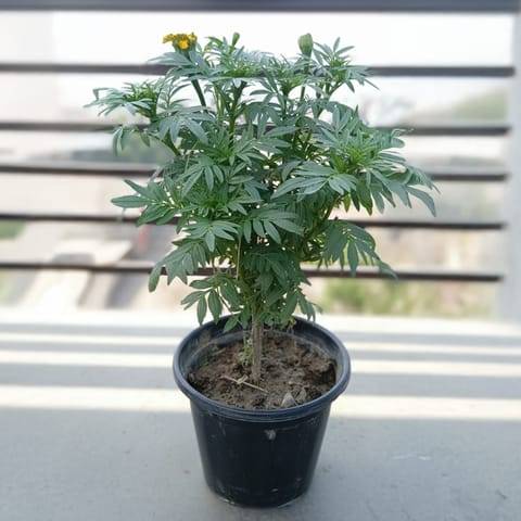 Marigold / Genda (Any Colour) in 8 Inch Nursery Pot