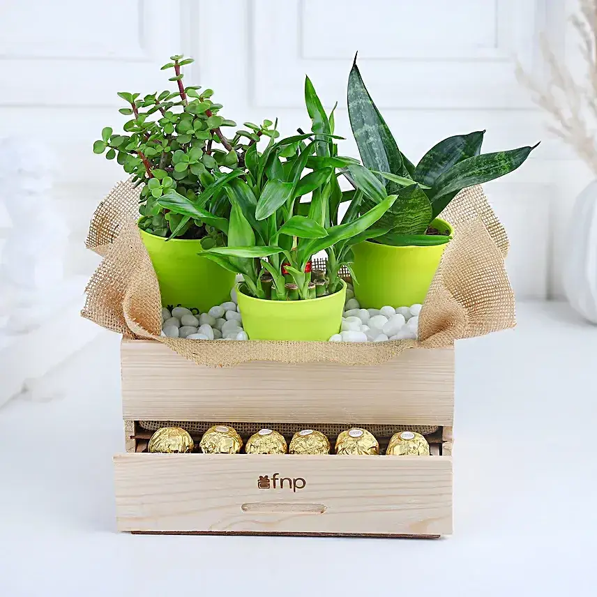 Plants & Rocher Choco Basket