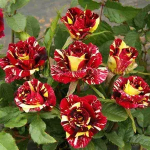 Abracadabra Rose (Grafted) Live Flower Plant ( Pack Of 1 ) Buy @ ₹499
