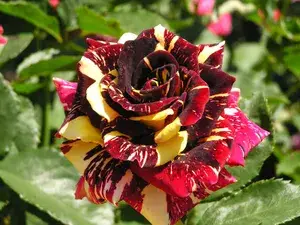 Abracadabra Rose (Grafted) Live Flower Plant ( Pack Of 1 ) Buy @ ₹499