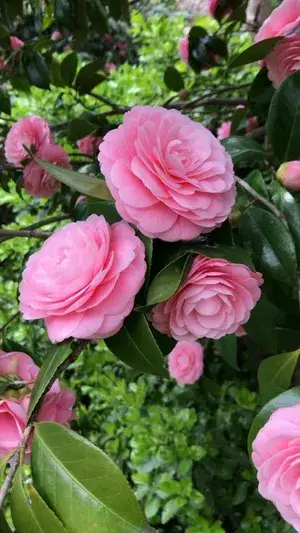 Fluffy Pink Camellia Flowering Live Plant & Tree (1.5-2Ft Size) For Shrub/Bush/Home Decoration/Gardening (Pack Of 1) Buy @ ₹499