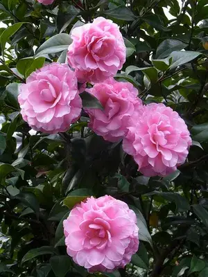 Camellia (Grafted) Pink Flower Live Plant (Pack Of 1) Buy @ ₹499