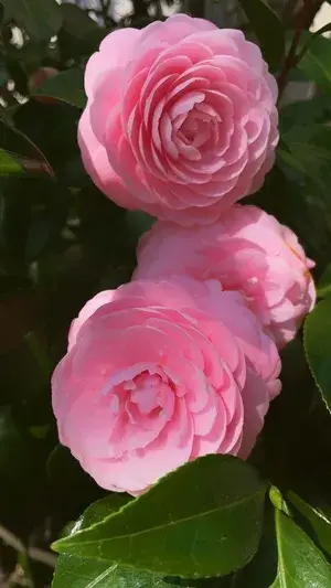 Camellia (Grafted) Pink Flower Live Plant (Pack Of 1) Buy @ ₹499