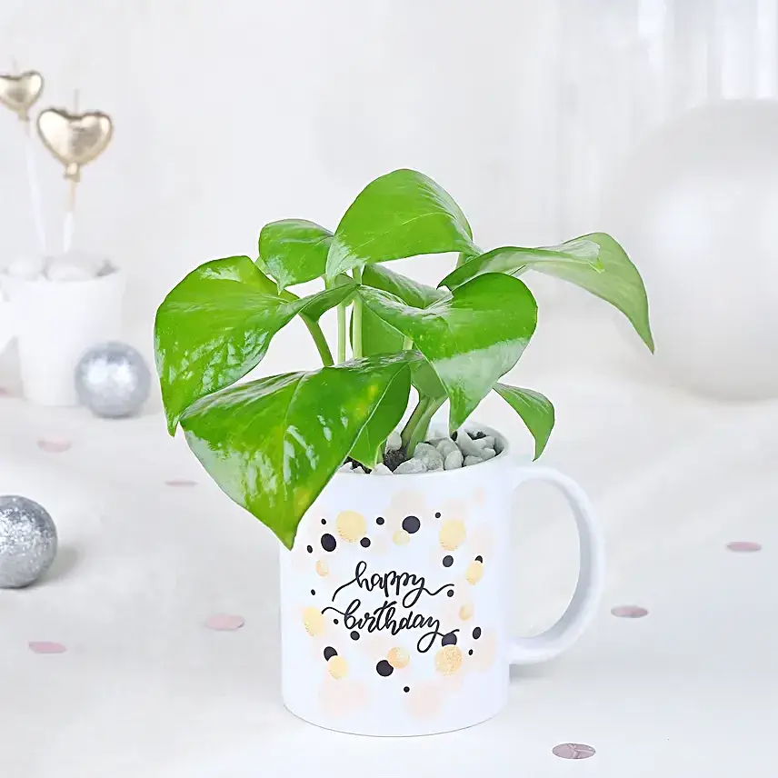 Radiant Money Plant Birthday Surprise