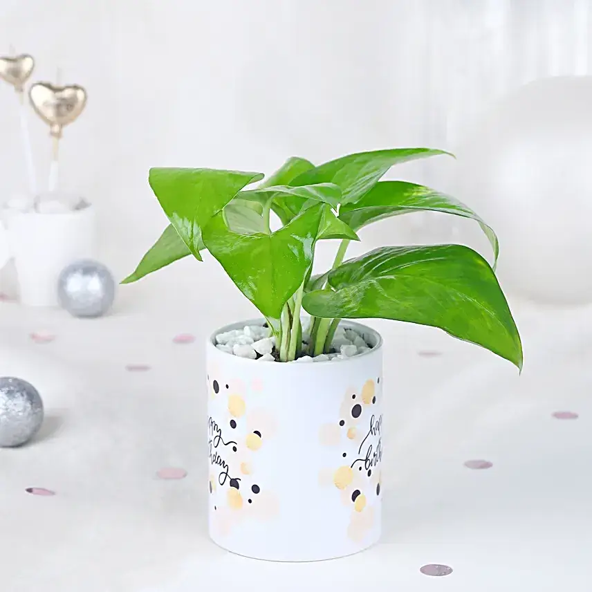 Radiant Money Plant Birthday Surprise