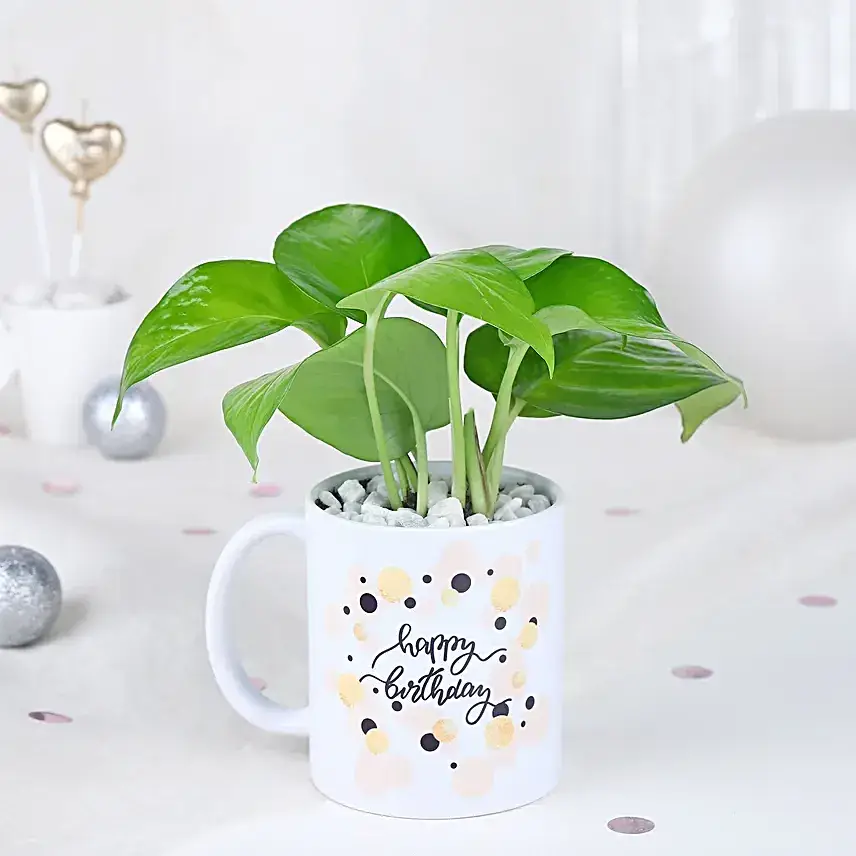 Radiant Money Plant Birthday Surprise