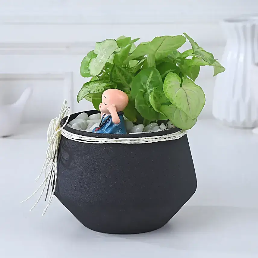 Resin Pots with Green Spider Plant