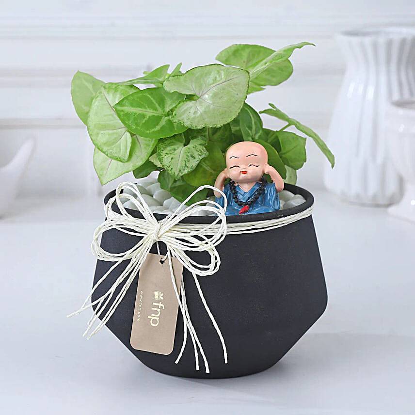 Resin Pots with Green Spider Plant