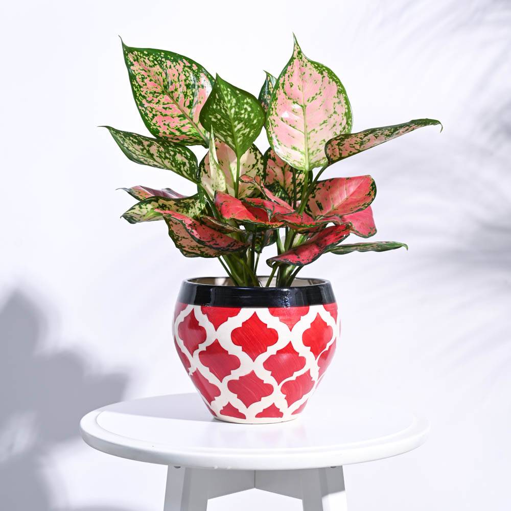 Apple Ceramic Pot (6.6 Inch Diameter)