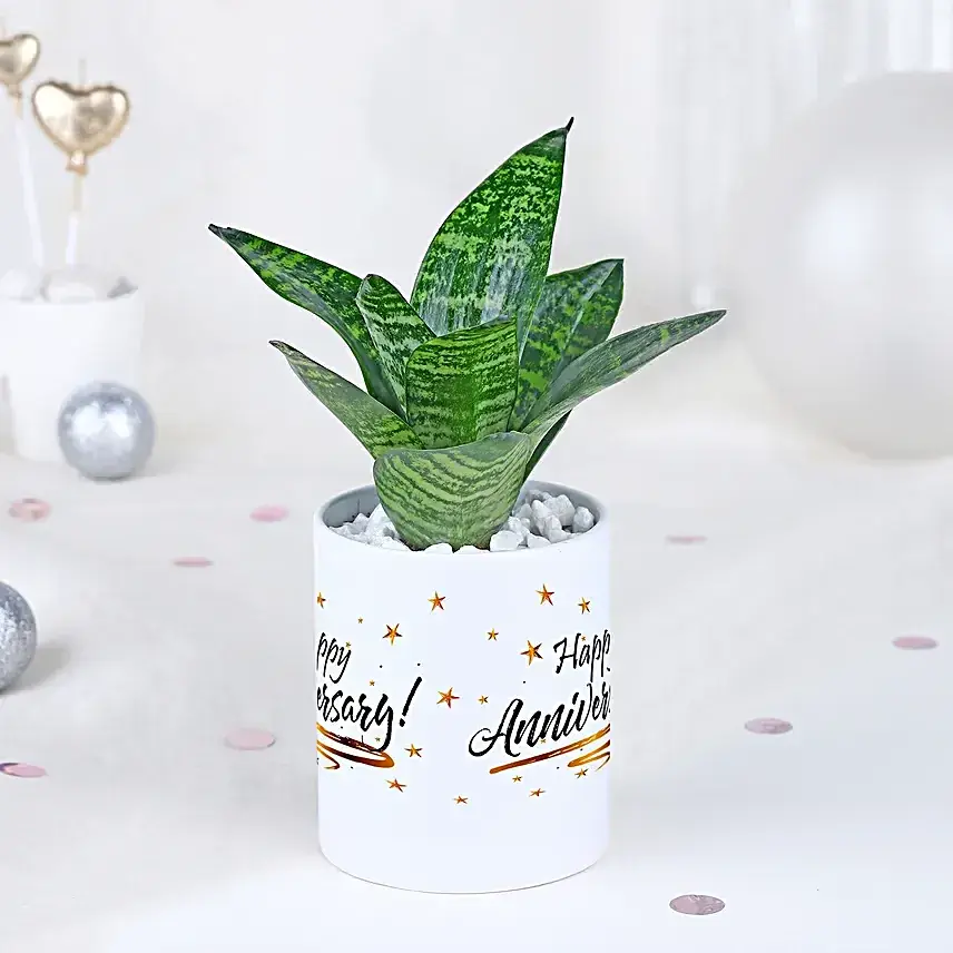 Sansevieria Celebration Oasis