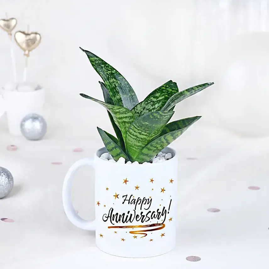 Sansevieria Celebration Oasis
