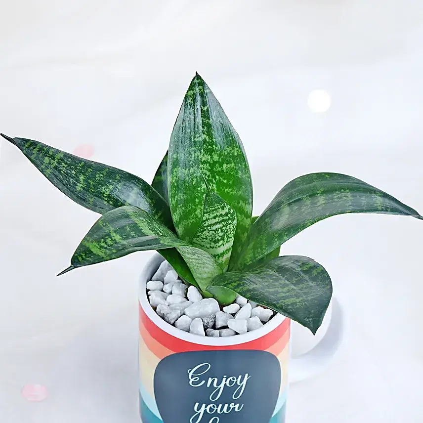 Sansevieria Delight Cup