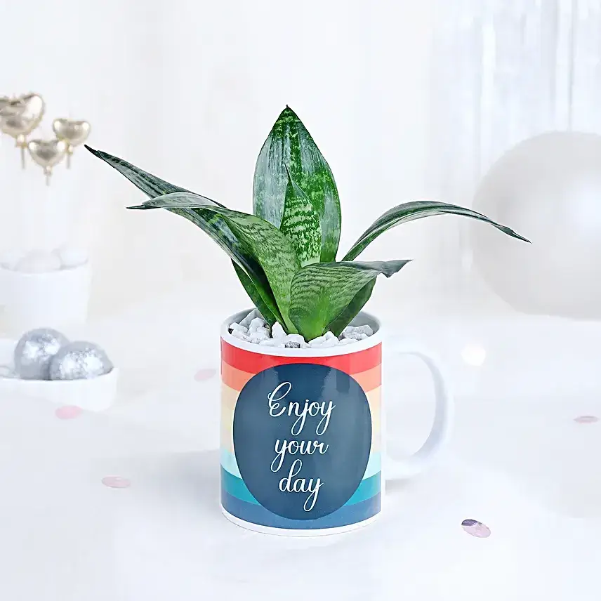 Sansevieria Delight Cup