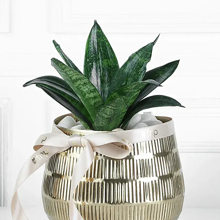 Sansevieria Plant In Blingy Gold Pot