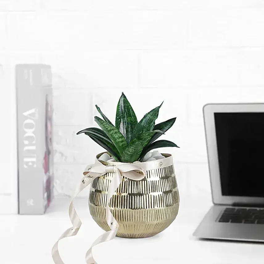 Sansevieria Plant In Blingy Gold Pot
