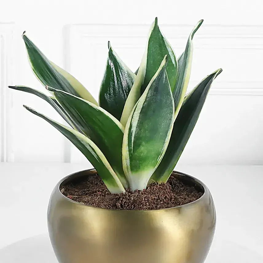 Sansevieria Plant In Rustic Brass Pot