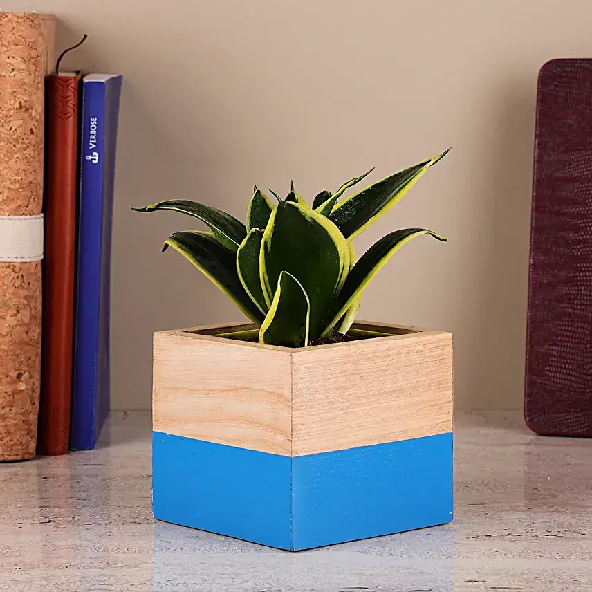 Sansevieria Plant In Two Toned Mango Wood Pot