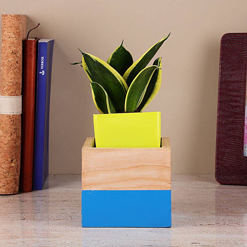 Sansevieria Plant In Two Toned Mango Wood Pot